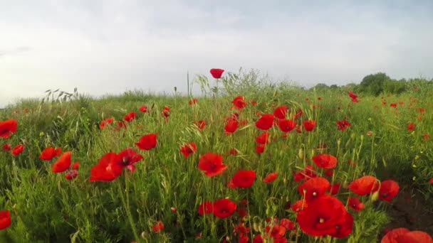 Meadow with wild poppies in bloom — Stock Video