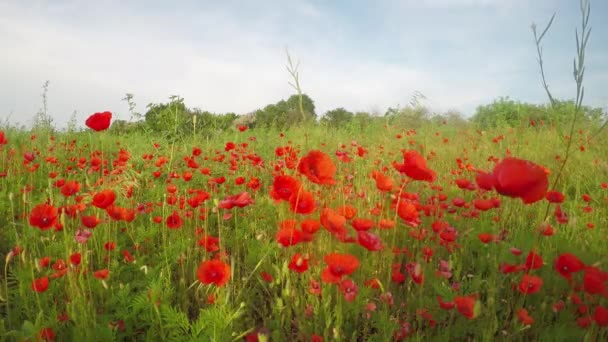草甸与野生罂粟花盛开 — 图库视频影像