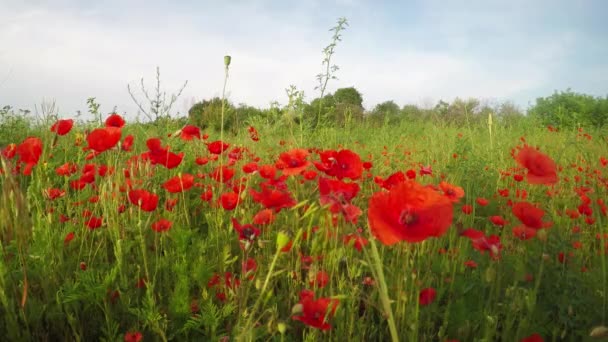 Wiese mit wildem Mohn in voller Blüte — Stockvideo