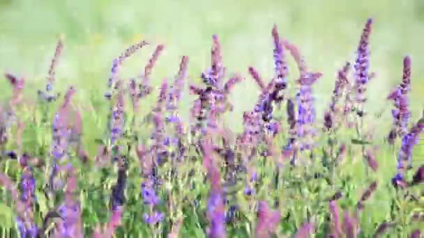 Eng med vild salvia i blomst – Stock-video