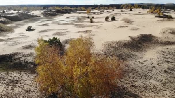 Vuelo sobre dunas de arena con árboles otoñales — Vídeos de Stock