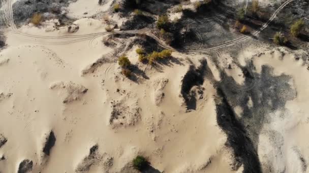Volo sulle dune di sabbia con alberi autunnali — Video Stock