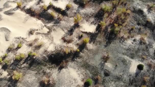 Lot nad wydmami z jesiennymi drzewami — Wideo stockowe