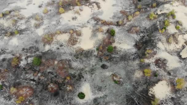 Vol au-dessus des dunes de sable avec des arbres d'automne — Video