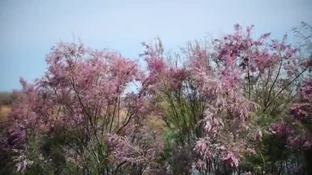Grasveld met wilde tamarisk in bloei — Stockvideo