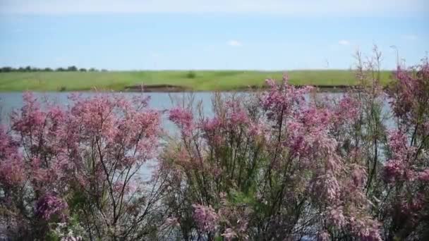 Grasveld met wilde tamarisk in bloei — Stockvideo