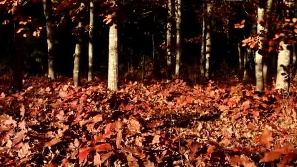 Осенний лес расстреляли куклой — стоковое видео