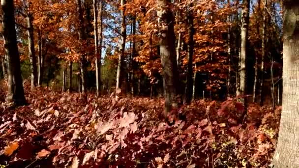 Vacker höst skog skott med dolly — Stockvideo