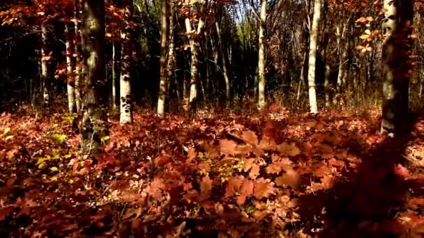 Hermoso bosque de otoño con dolly — Vídeo de stock