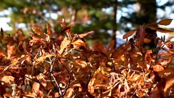 Indah musim gugur hutan ditembak dengan dolly — Stok Video