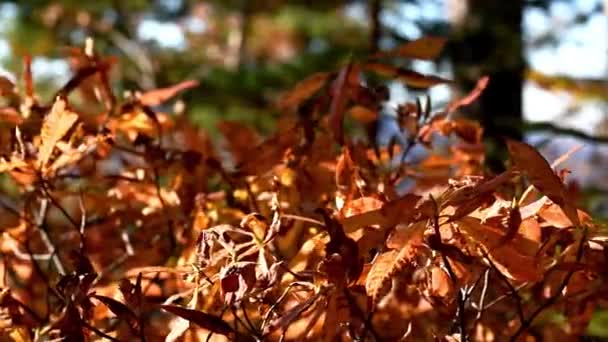 Vacker höst skog skott med dolly — Stockvideo