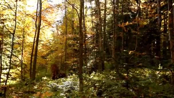 ドリーで撮影された美しい秋の森 — ストック動画