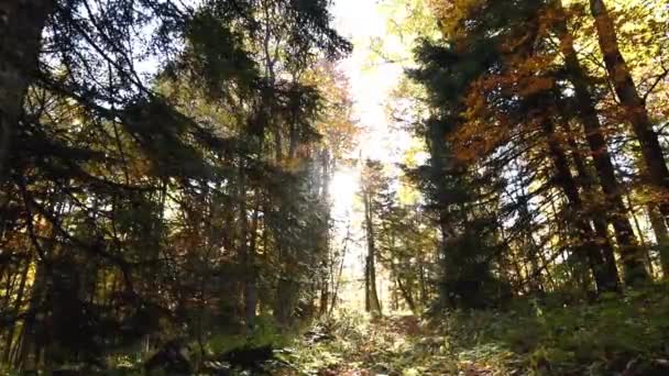 Beautiful autumn forest shot with dolly — Stock Video