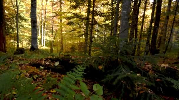 Bonito outono floresta tiro com boneca — Vídeo de Stock