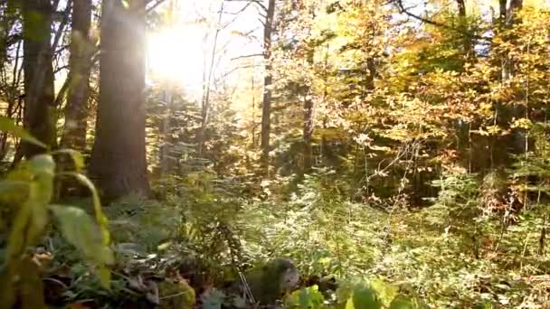 Mooie herfst bos schot met dolly — Stockvideo