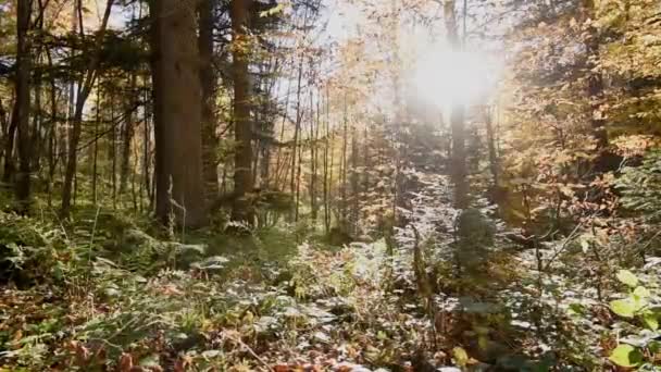 Прекрасний осінній ліс знятий з лялькою — стокове відео