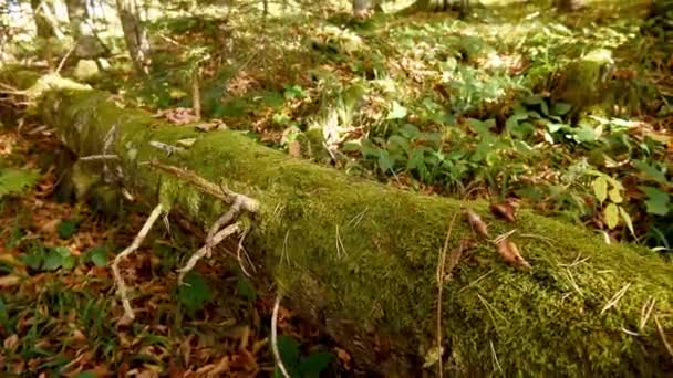Вид на зелений ліс і колоду з мохом — стокове відео