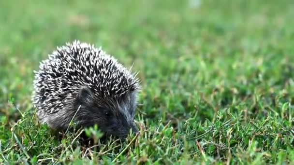 Bello riccio o Erinaceus roumanicus sull'erba — Video Stock