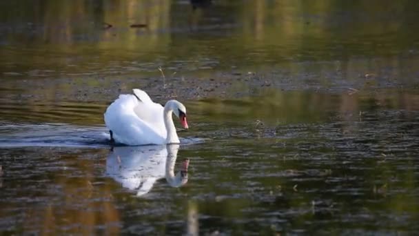 Jonge Knobbelzwaan of Cygnus olor drijft op water — Stockvideo