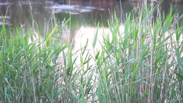 Caña cerca del lago o del río — Vídeos de Stock