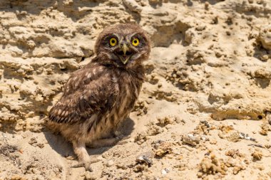 Sevimli küçük baykuş ya da kayanın üzerindeki Athene noctua