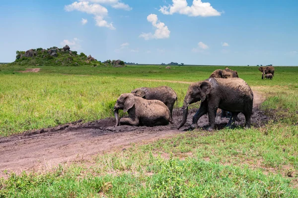 Elefantes africanos o ciclotis Loxodonta en el barro — Foto de Stock