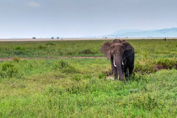 Elefante africano o ciclotis Loxodonta en la naturaleza — Foto de Stock