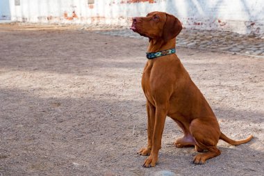 Macar Vizsla erkek köpeği yerde oturuyor.
