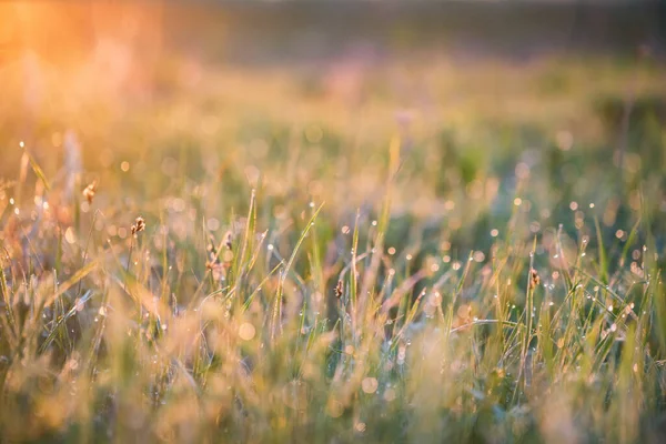 Fundo bonito com orvalho da manhã na grama perto — Fotografia de Stock