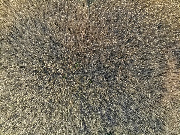 Minimalistic reed background viewed from above from drone — Stok fotoğraf