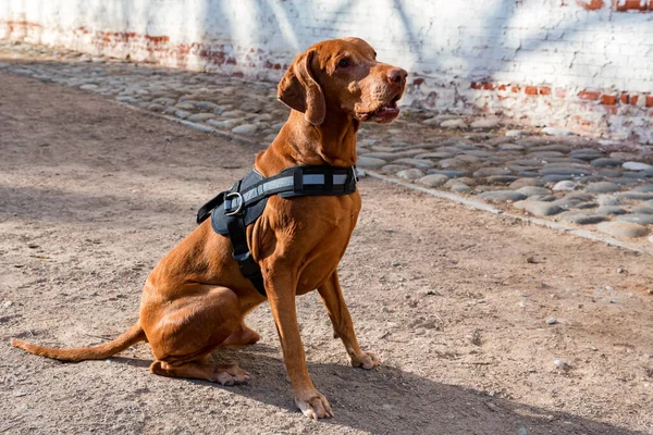 Hungarian Vizsla male dog sits on the ground