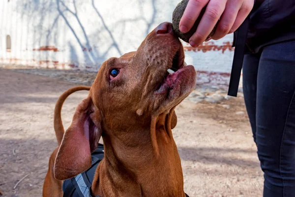 Hungarian Vizsla male dog plays with ball — Stockfoto