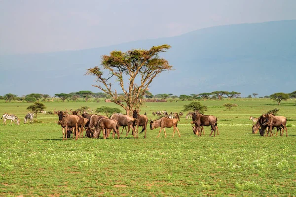 Wildebeests graze in savannah of Ngorongoro crater — Stok fotoğraf
