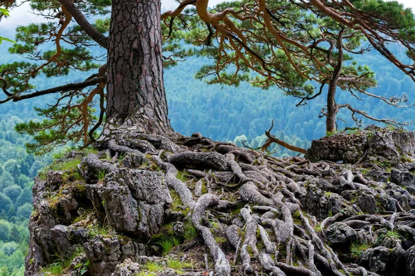 山松とスプルースの森の風景 — ストック写真