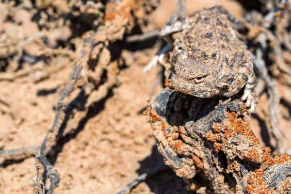 Close portrait of Phrynocephalus helioscopus agama in nature — Stock Photo, Image