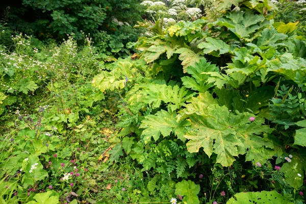 Plante de potamot sauvage luxuriante dans la forêt d'été. Plante toxique — Photo