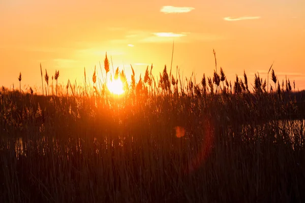 Céu de pôr-do-sol laranja e silhueta de junco na frente — Fotografia de Stock