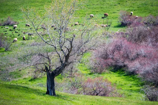 봄에 한적 한 맨 나무가 스텝의 아름다운 풍경을 보여준다 — 스톡 사진