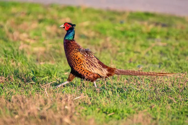 Male Common pheasant or Phasianus colchicus in grass — Stock Photo, Image