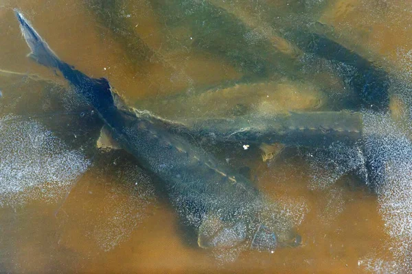 Сторгони плавають у басейні рибної ферми, вкритому льодом — стокове фото