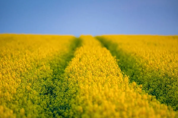 Gebied van helder geel koolzaad in het voorjaar — Stockfoto