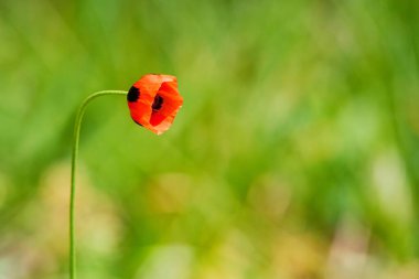Haşhaş tarlası arka planına sahip tek gelincik çiçeği