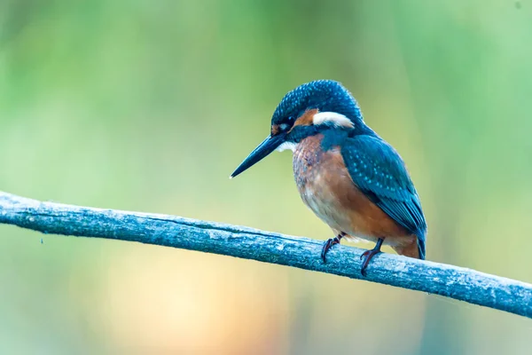 Kingfisher o Alcedo en estas perchas en la rama — Foto de Stock