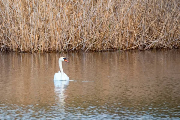 Άποψη του μουγκού κύκνου ή Cygnus olor επιπλέει στο νερό — Φωτογραφία Αρχείου