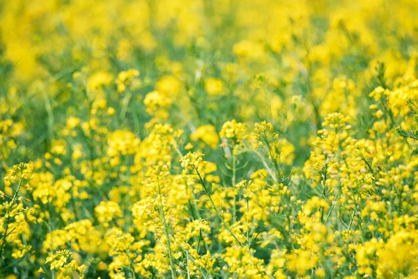 Campo de colza de color amarillo brillante en primavera — Foto de Stock