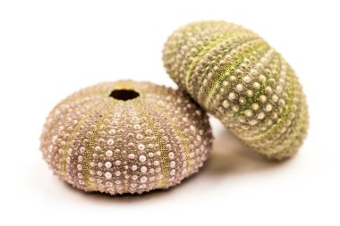 Yeşil deniz kestanesi detayları ile