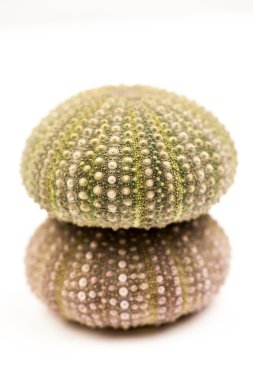 Yeşil deniz kestanesi detayları ile