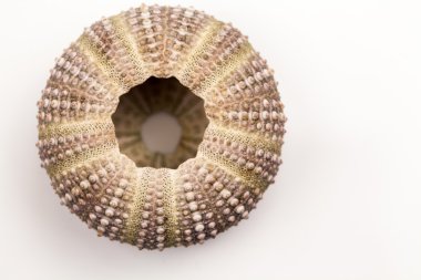 Yeşil deniz kestanesi detayları ile