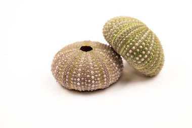 Yeşil deniz kestanesi detayları ile