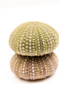 Yeşil deniz kestanesi detayları ile